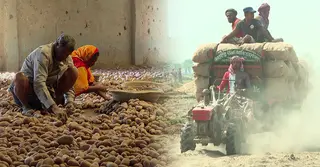 আলু নিয়ে বিপাকে চাষি; রপ্তানি বাড়ানোর পরামর্শ অর্থনীতিবিদদের